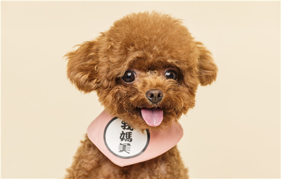 狗狗牙齿打颤什么问题 注意狗狗是不是感冒了哦！