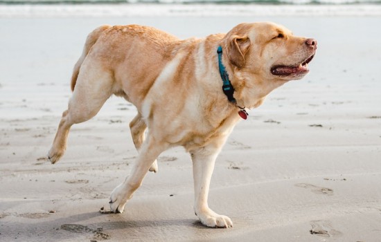 导盲犬会看红绿灯吗 狗狗的双眼非常神奇哦！