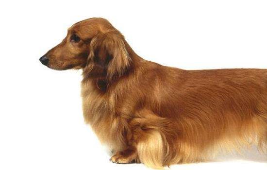 腊肠犬咬人吗 要看状况哦！
