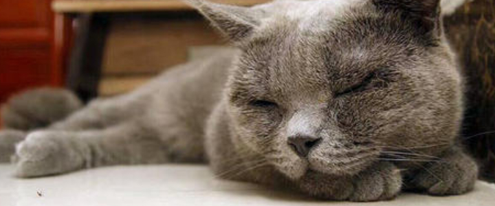 猫咪睡觉打鼾声音特别大，可能是鼻腔疾病！