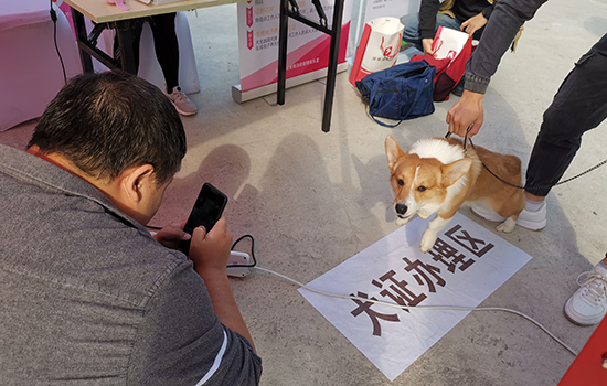 长沙多部门联合开展便民服务 一群宠物狗领到电子身份证