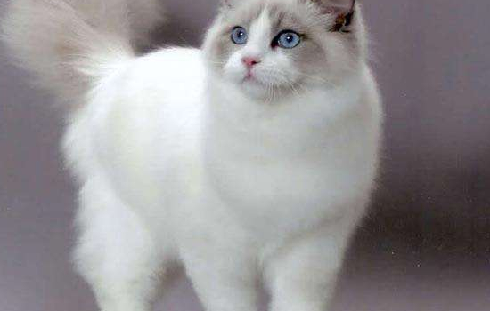 海双布偶猫什么意思，是一种最受欢迎的毛色哦！