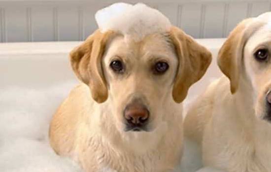 多久的狗狗可以洗澡 小狗洗澡需要注意什么？多久的狗狗可以洗澡