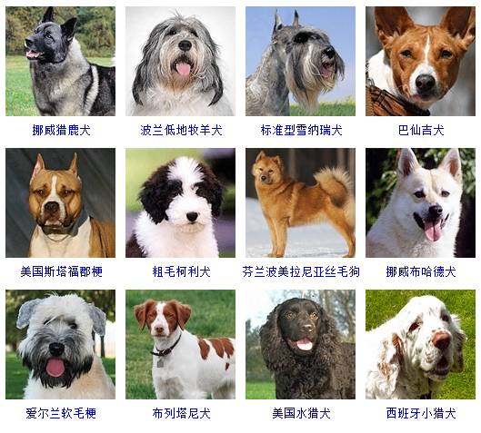 国内的警犬犬种有哪些