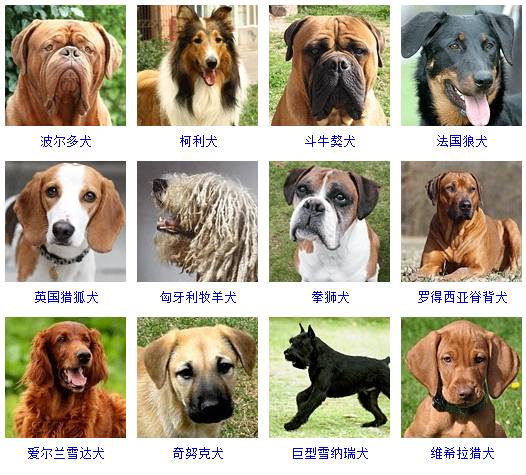 狗狗大型犬:(共50种,标准身高61-70cm,体重31-40kg)狗狗中型犬:(共54