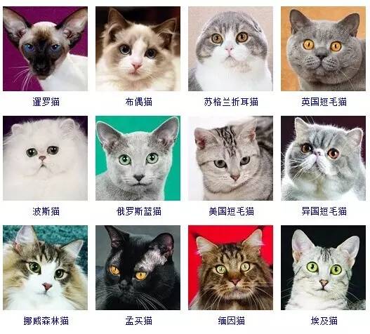 猫品种大全，采用美国CFA标准