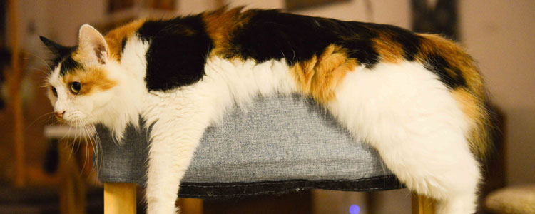 猫身上有静电是什么原因 如何减少静电愉快撸猫？