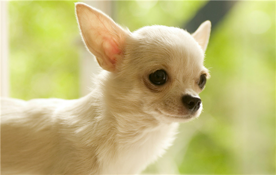 世界上最小的狗是什么狗？ 其实你生活中经常见到！世界上最小的狗是什么狗？ 其实你生活中经常见到！