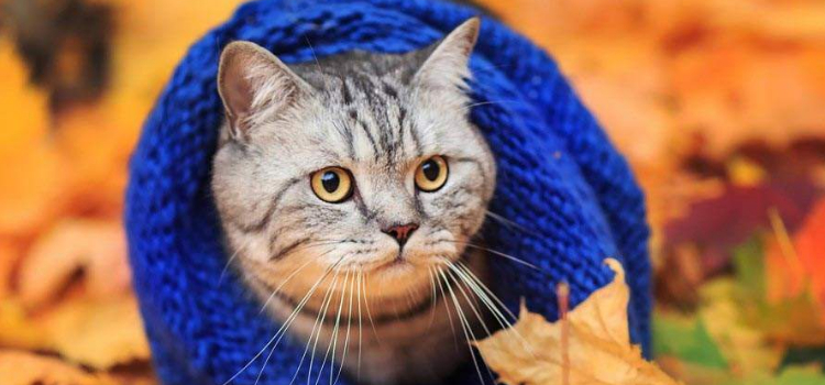 猫冬天容易得病吗，谁说猫不需要保暖？