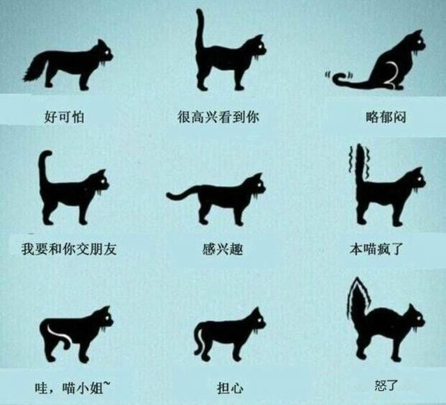 猫尾巴炸毛怎么回事，尾巴炸毛的信息你都掌握了吗