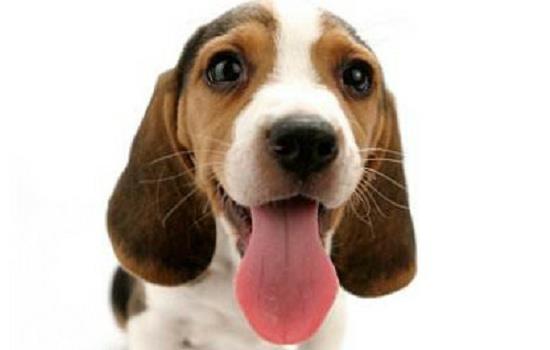 查理王小猎犬掉毛吗 正常狗狗都会掉毛哦！