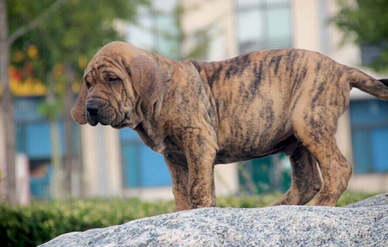 世界十大禁养猛犬图片 看到绕道走别去送人头！世界十大禁养猛犬图片 看到绕道走别去送人头！