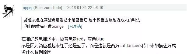 灰猫什么品种 明明是灰色为什么要叫蓝色？灰猫什么品种