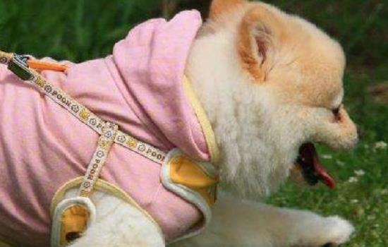 狗乳牙是哪颗 狗狗乳牙有多少颗你知道吗?插图 狗乳牙是哪颗 狗狗乳牙有多少颗你知道吗?插图