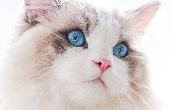 猫鼻气管炎是猫鼻支吗，看完你就知道了