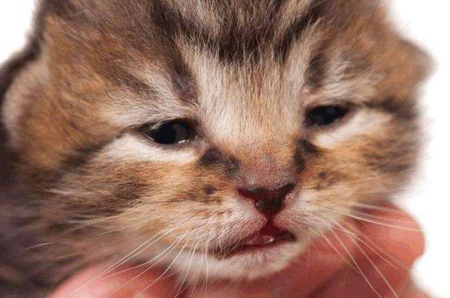 猫尿结石症状，如何预防猫咪尿结石？