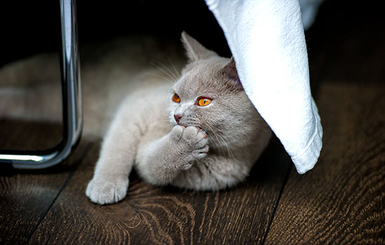猫流鼻涕打喷嚏流眼泪，你以为是小感冒可能是大病毒！