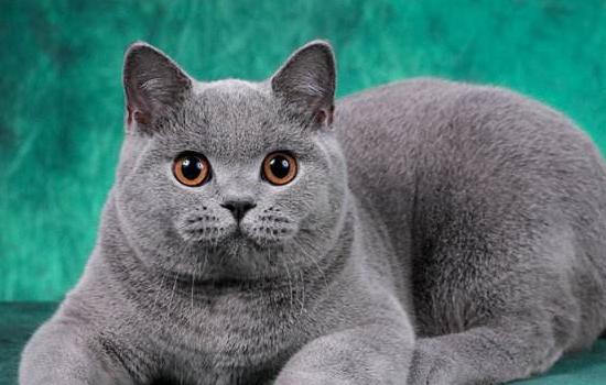 英国短毛猫认定的毛色有多少种，英国短毛猫品种图鉴