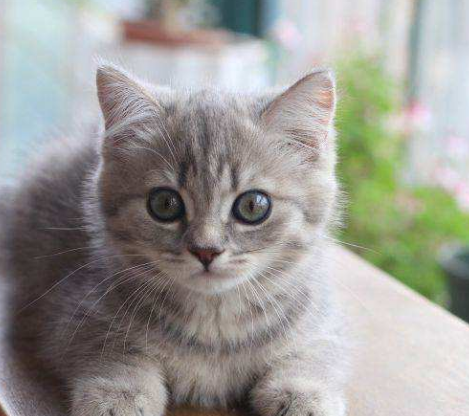 英国短毛猫认定的毛色有多少种 英国短毛猫品种图鉴