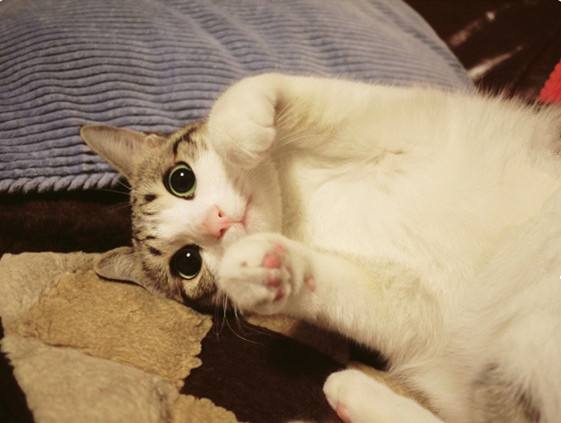 瓜皮是什么猫 每个人手里都有的表情包