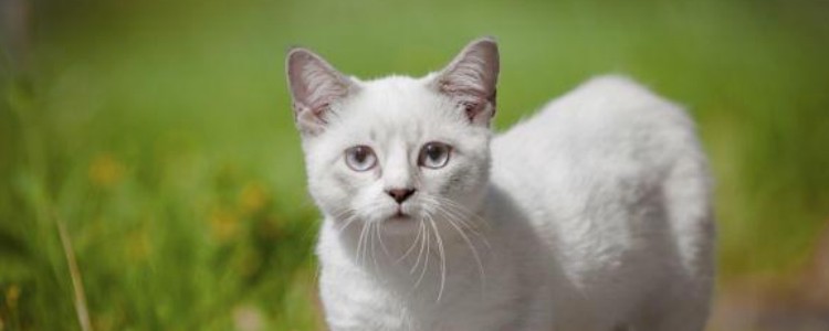 猫咪奶癣和猫癣的区别，年龄不同，癣的类型有所不同！