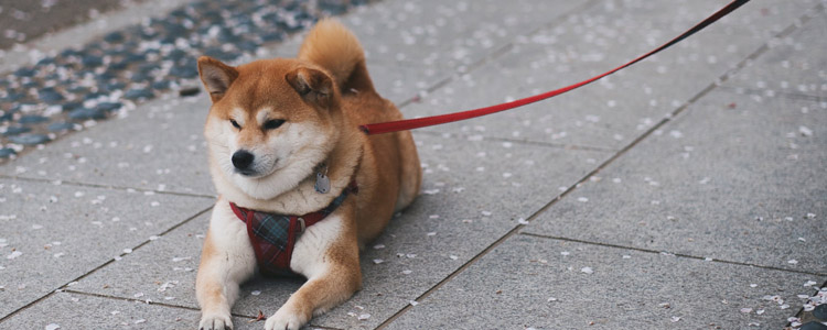 柴犬冬天用穿衣服吗 快来看看如何正确保暖！