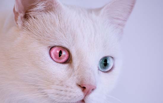 波斯猫的眼睛为什么有两种颜色 鸳鸯眼你知道吗？