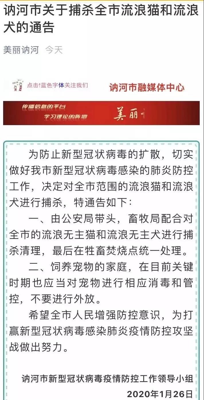 猫会不会感染新型冠状病毒 那些处死猫的主人到底在想什么