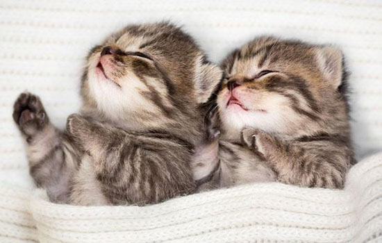 特殊时期家里怎么消毒 家里养宠的选对消毒液了吗