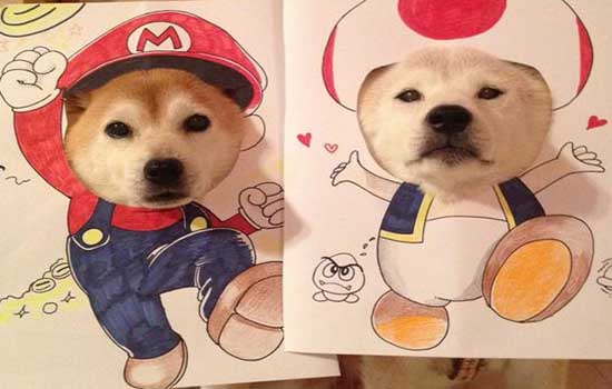 武汉新型肺炎会传染给狗吗 疫情期间理智看待谣言!