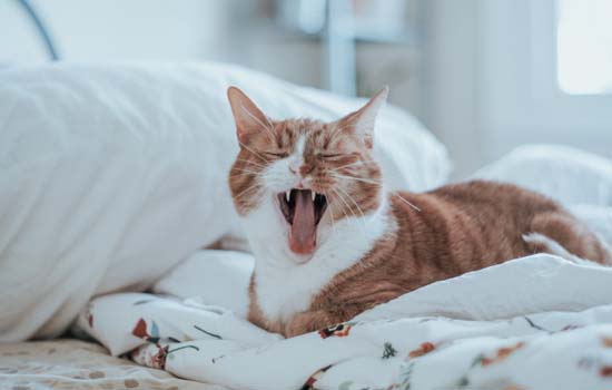 猫为什么突然在床上拉屎拉尿，小猫为什么往主人床上尿