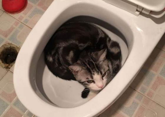 猫为什么往马桶里跳 猫咪是对流动的水感兴趣