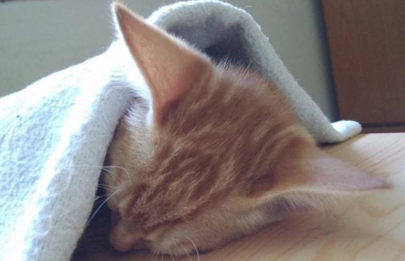 小猫为什么经常嘬被子 小猫为什么要嘬毯子
