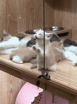 猫为什么舔窗玻璃 小心猫咪患上异食癖