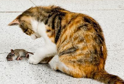 猫为什么抓住老鼠都要先玩 猫为什么抓到老鼠咬玩半天