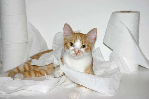 猫为什么喜欢吃餐巾纸，猫为什么会喜欢吃卫生纸怎么办