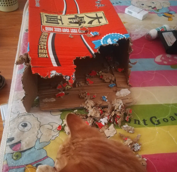 猫为什么会喜欢撕咬纸壳箱子
