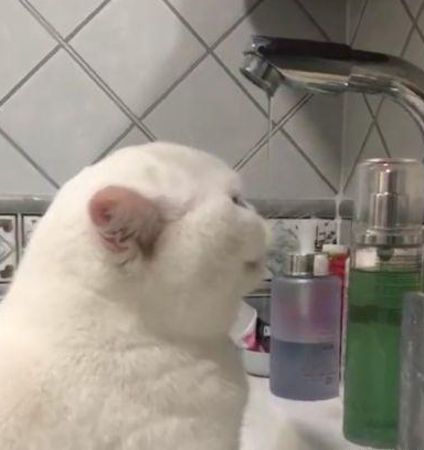 小猫为什么喜欢趴在洗脸盆里喝洗脸水