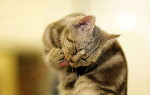 小猫为什么喜欢一直洗脸 小猫为什么老是要给自己洗脸
