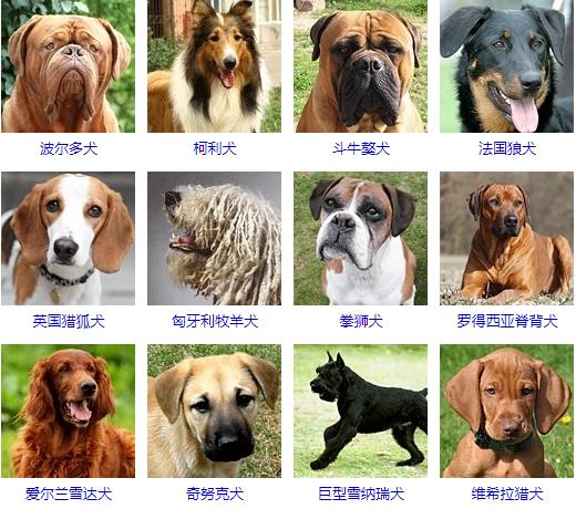 大型犬品种大全 你知道吗？