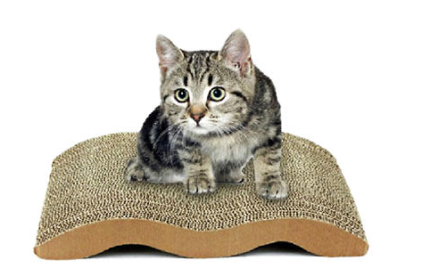 猫为什么要抓猫抓板 猫为什么知道猫抓板可以抓
