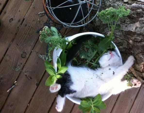 猫为什么喜欢吃兰花叶子 猫需要吃草吐毛