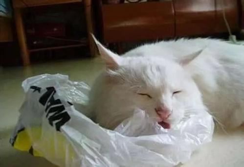 猫为什么会喜欢吃塑料袋怎么办，猫为什么爱吃塑料袋怎么办
