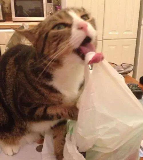 我家猫为什么喜欢吃塑料制品 猫为什么喜欢舔塑料制品