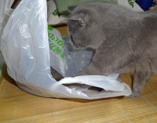 猫为什么喜欢在塑料袋上拉尿 猫为什么喜欢尿塑料袋