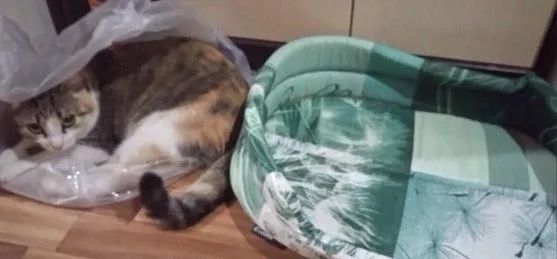 猫为什么喜欢睡在塑料袋上 猫为什么喜欢趴在塑料袋上
