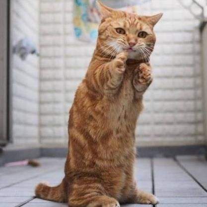 猫为什么会站起来双手合十拜神 猫为什么会做拜一拜的动作