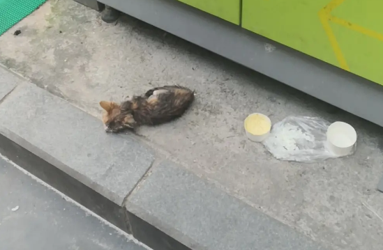 流浪猫为什么不吃饭 它可能饿得连路都走不动了