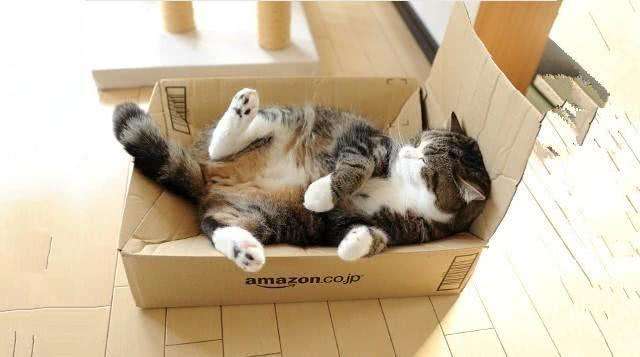 猫为什么喜欢躲在箱子里 有助于猫咪保存热量