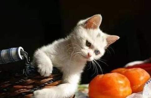 猫为什么不喜欢水果味道 猫为什么怕水果